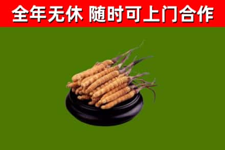 攀枝花回收散虫草