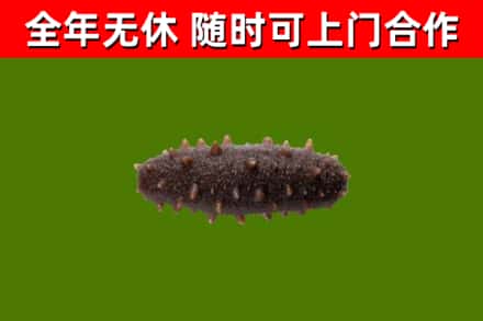攀枝花回收海参干
